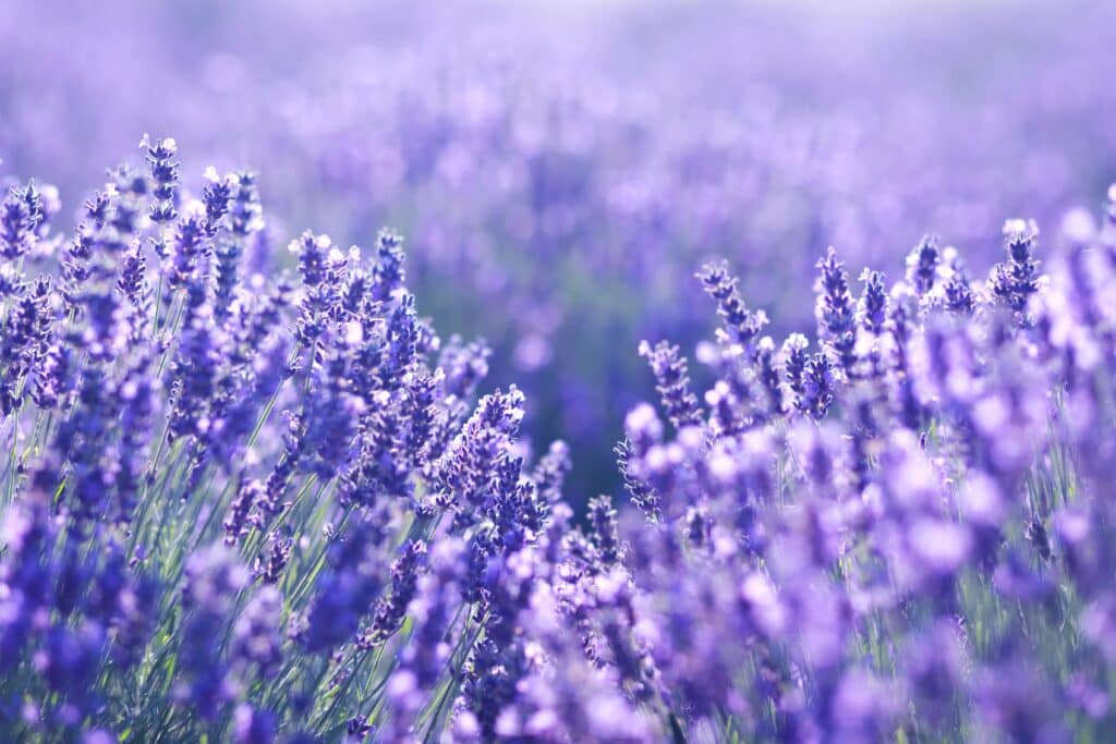 Therapy for treatment resistant depression at Conscious Health and Wellness